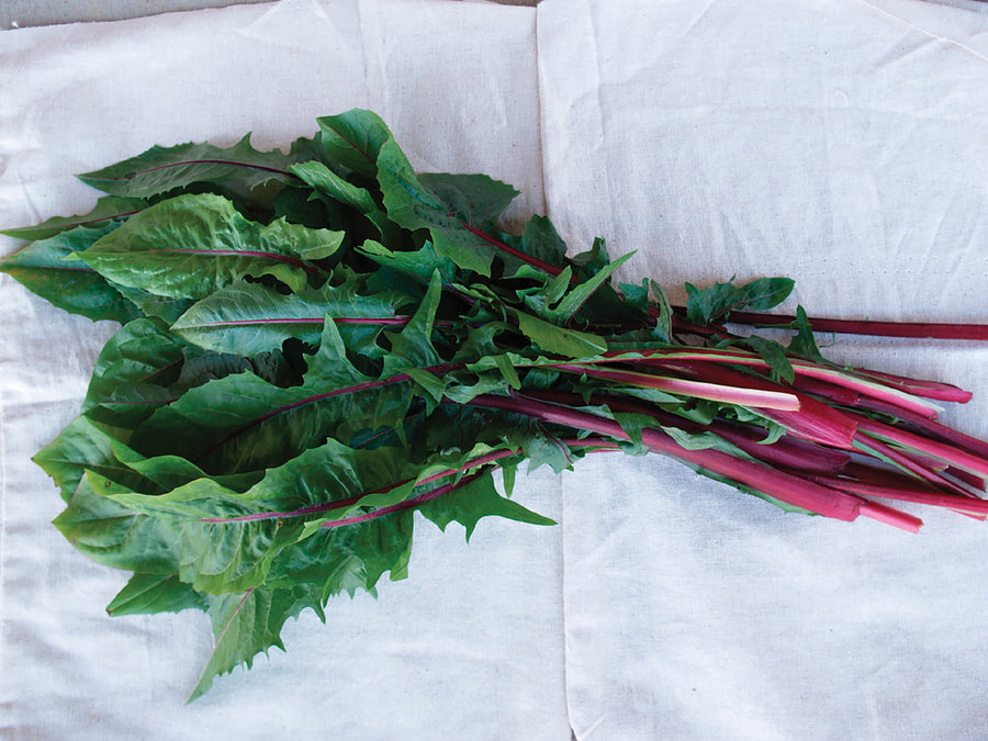 Chicory/Witloof, Italiko Rosso