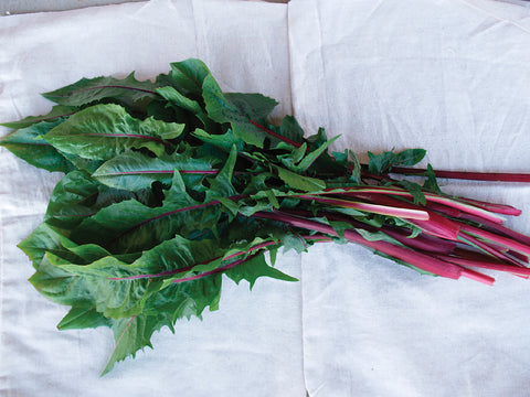 Chicory/Witloof, Italiko Rosso