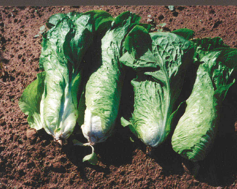 Chicory/Witloof, Greenlof-Sugarloaf