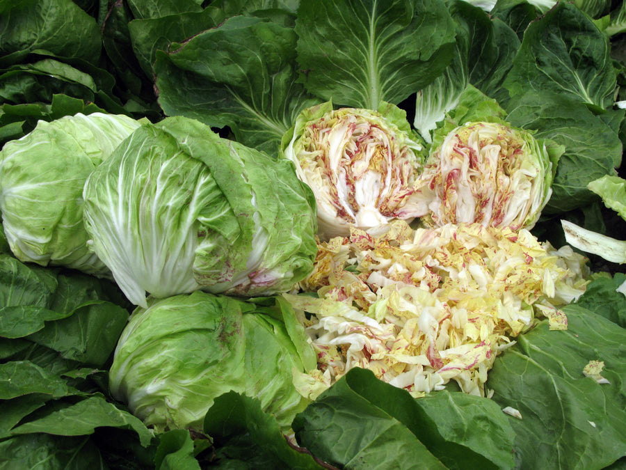 Radicchio, Galileo Hybrid