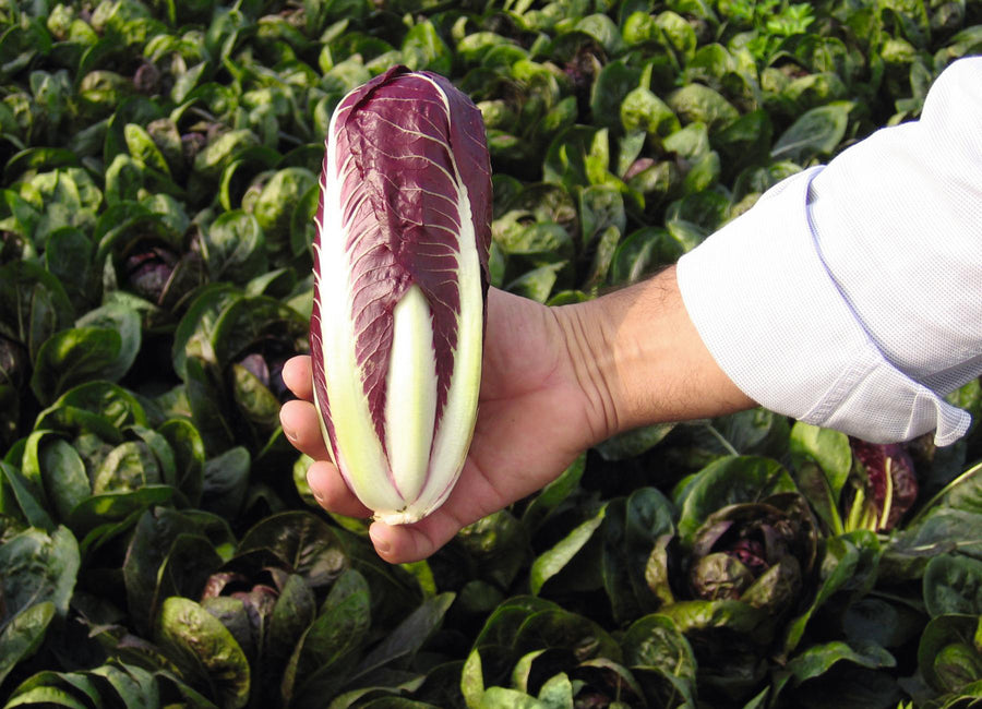 Radicchio, Fiero Hybrid