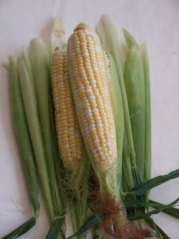 Corn, Peaches & Cream Early