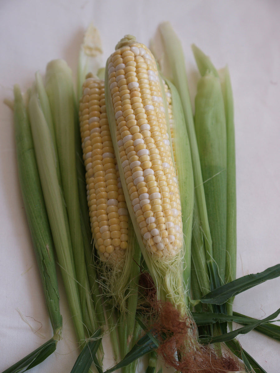 Corn, Peaches & Cream Early