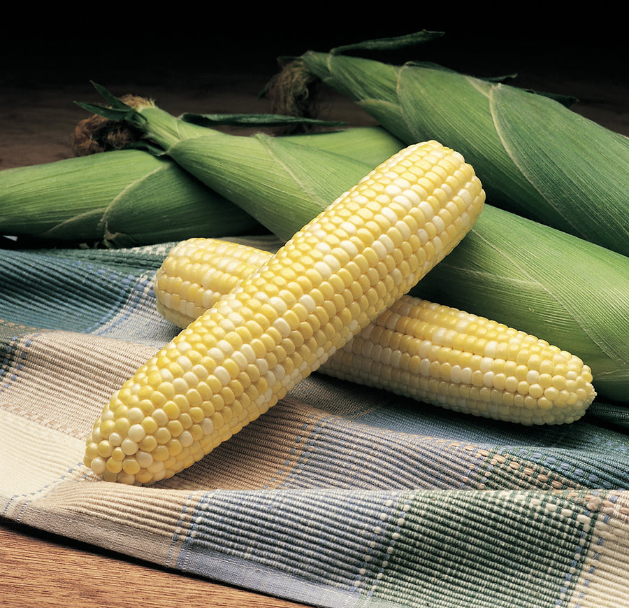 Corn, Alto Hybrid