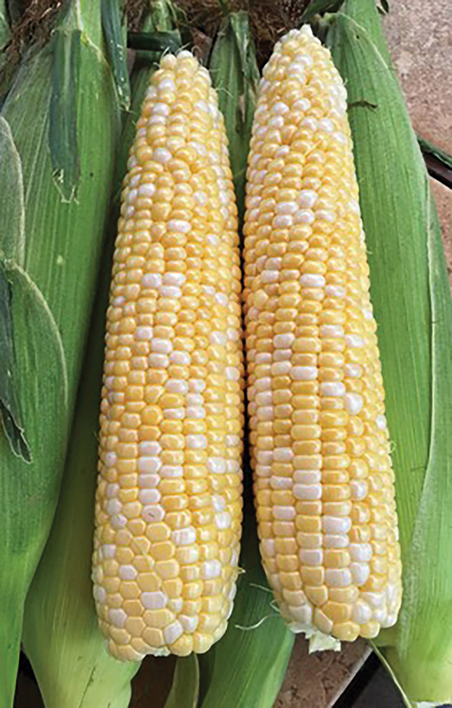 Corn, Progresssion Hybrid