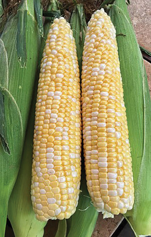 Corn, Progresssion Hybrid