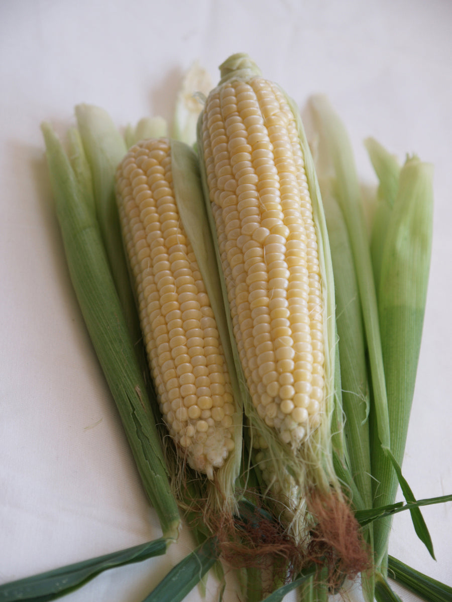 Corn, Caffe Hybrid