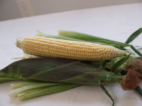 Corn, Kandy Korn Hybrid