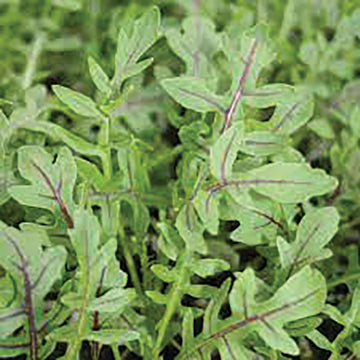 Arugula, Dragons Fire