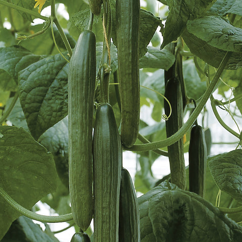 Cucumber, Tyria Hybrid Organic