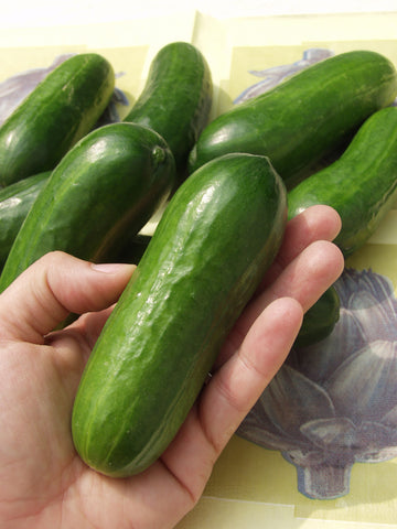 Cucumber, Iznik Hybrid
