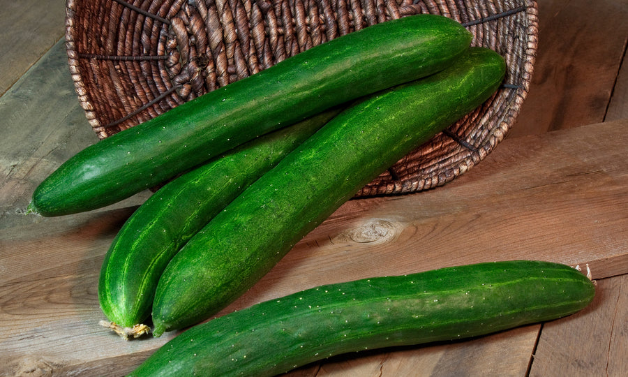 Cucumber, Tasty Green Hybrid