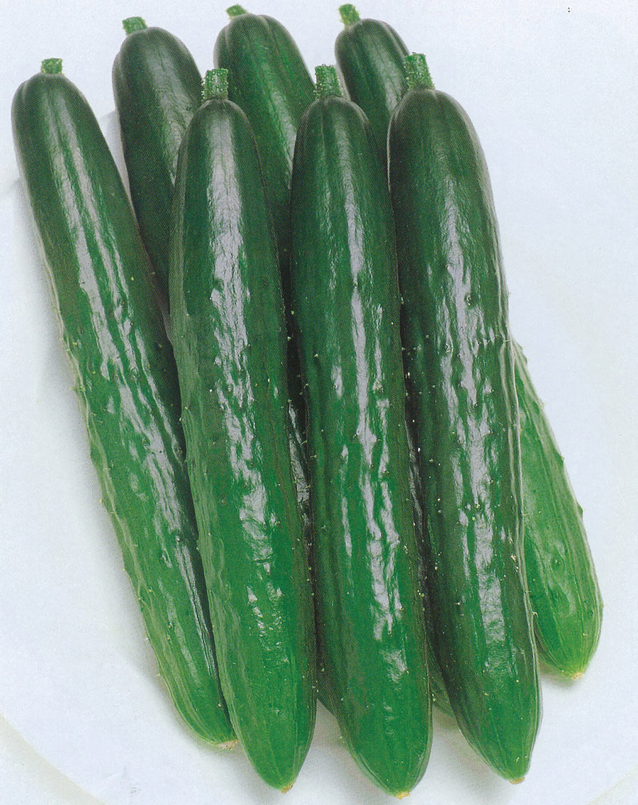 Cucumber, Progress Hybrid