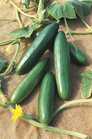 Cucumber, Diva Hybrid