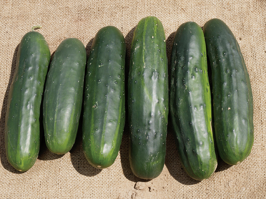 Cucumber, Marketmore 70 Organic