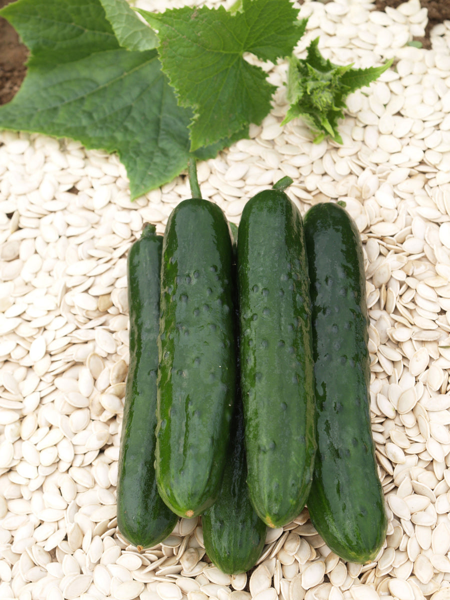 Cucumber, Lisboa Hybrid
