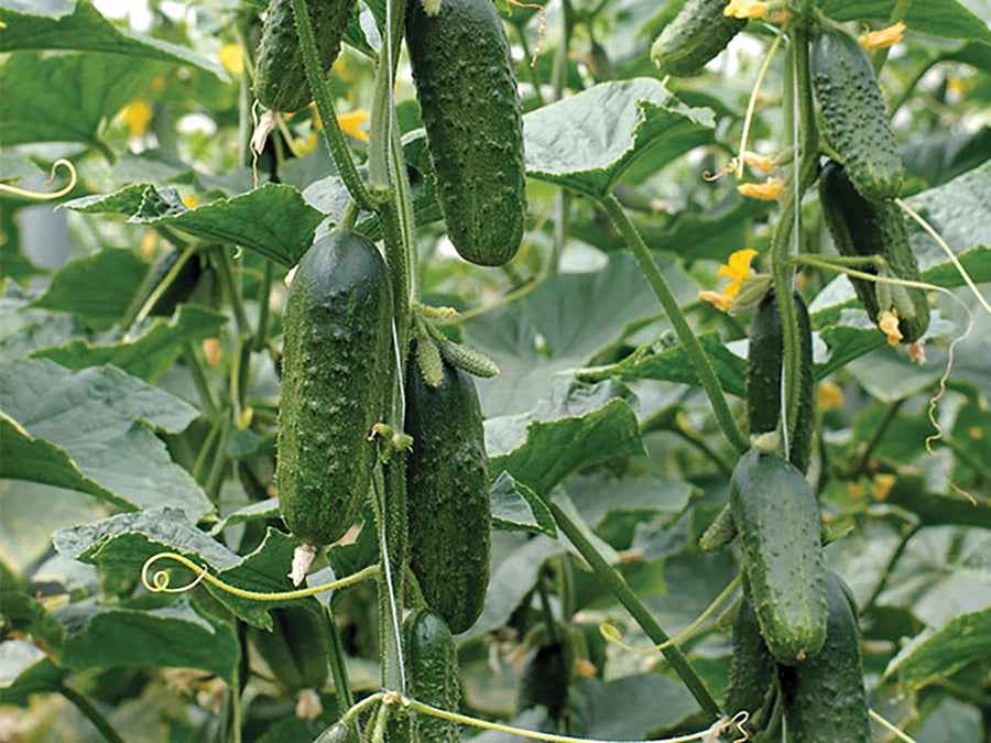 Cucumber, Excelsior Hybrid Organic