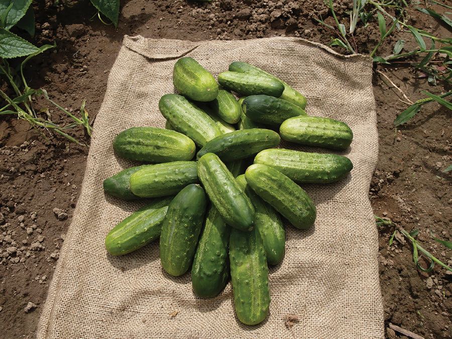 Cucumber, National Pickling