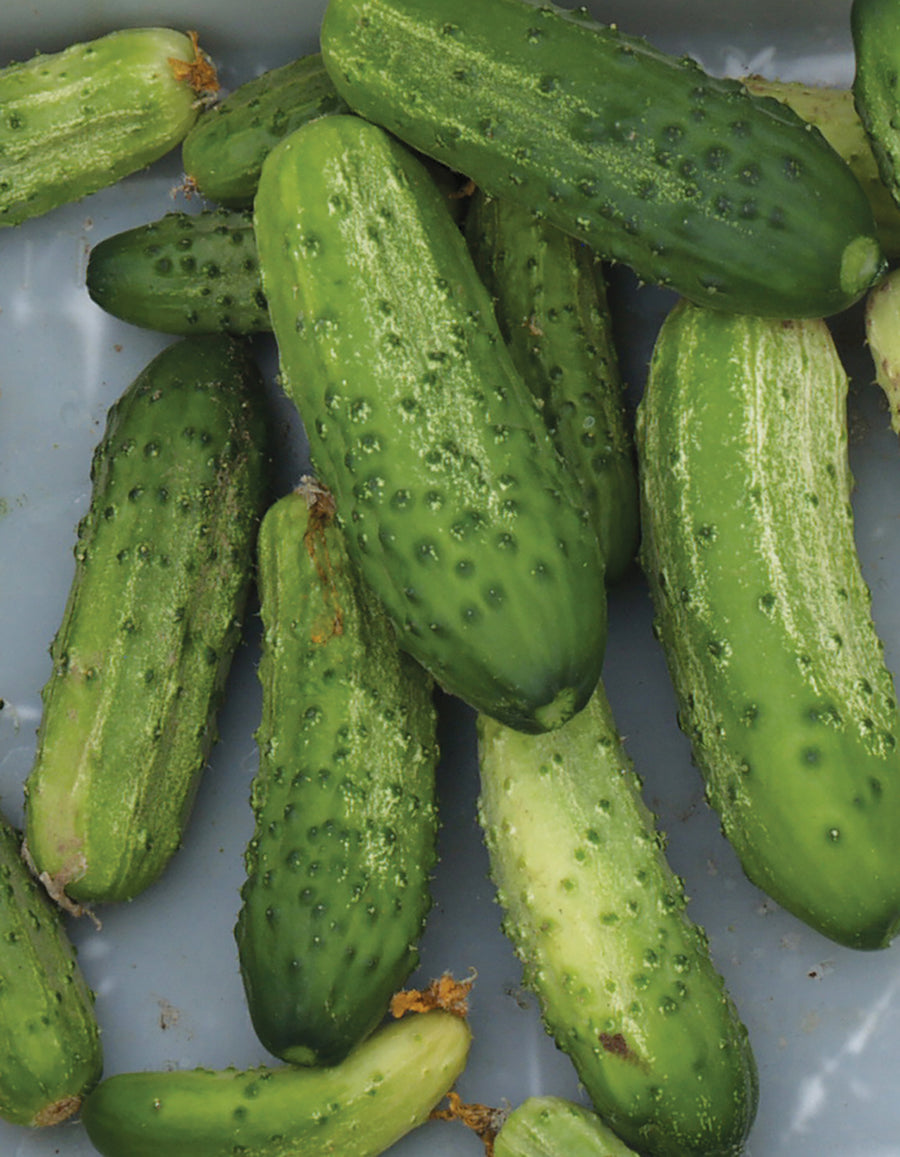 Cucumber, Sumter Organic -CF