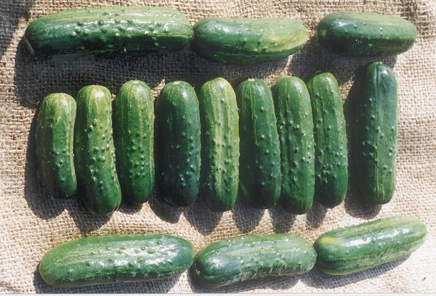 Cucumber, Eureka Hybrid