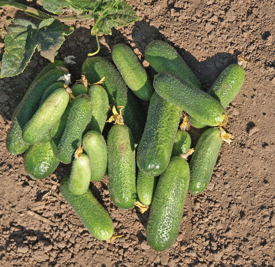 Cucumber, Adam Hybrid Organic