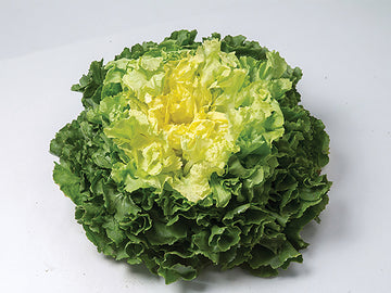 Endive, Eliance Organic
