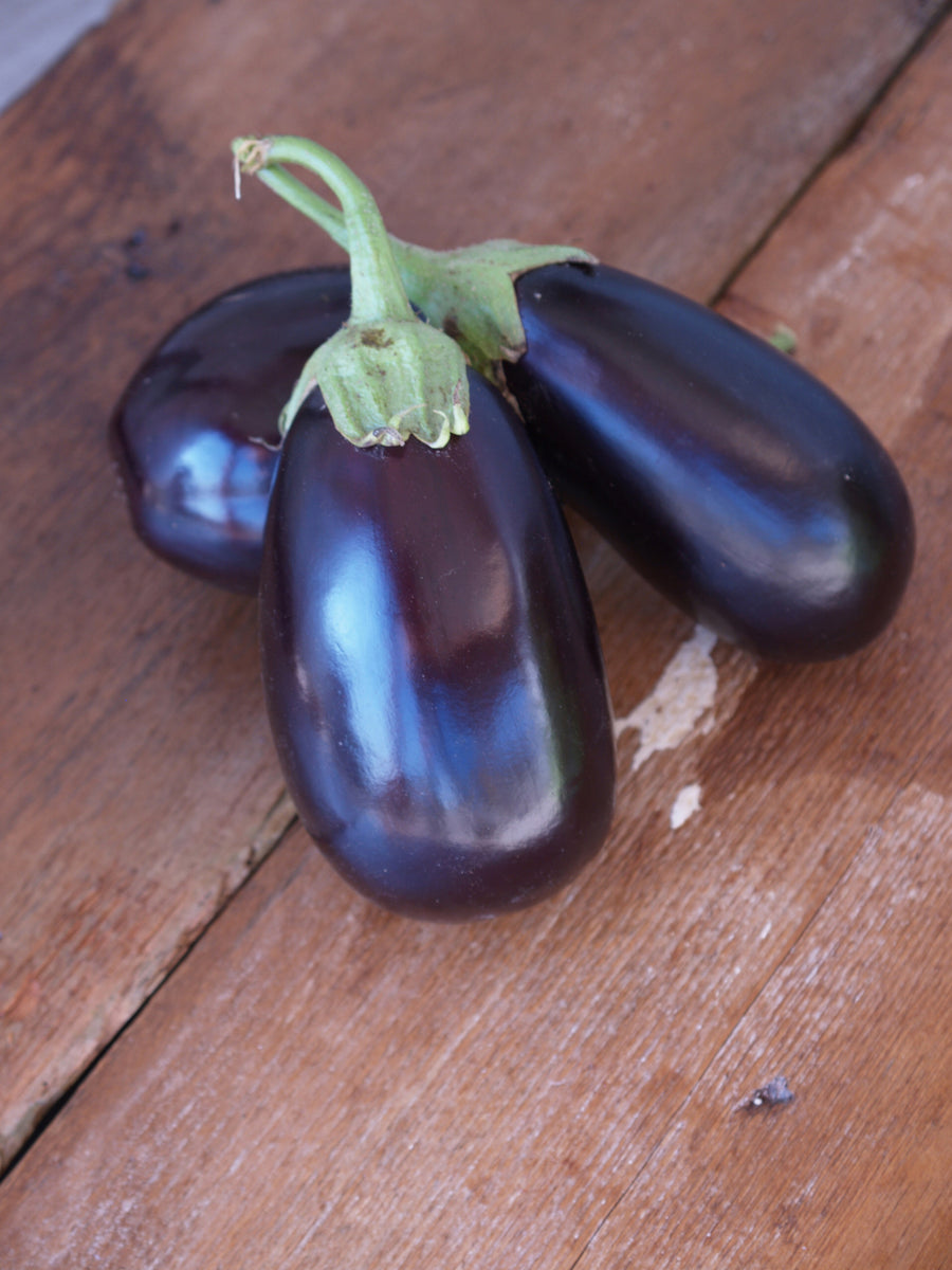 Eggplant, Black King Hybrid
