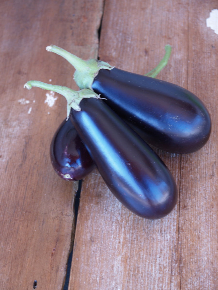 Eggplant, Traviata Hybrid Organic
