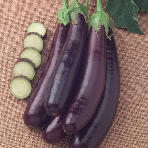 Eggplant, Hansel Hybrid