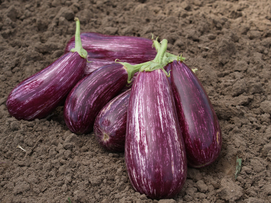 Eggplant, Annina F-1 Organic