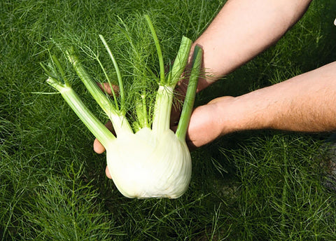 Fennel, Antares Hybrid