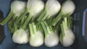 Fennel, Dragon Hybrid Organic