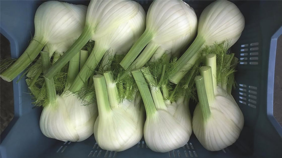 Fennel, Dragon Hybrid Organic