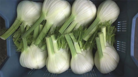 Fennel, Dragon Hybrid Organic