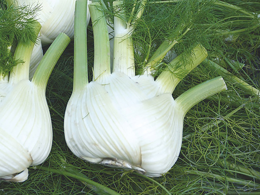Fennel, Preludio Hybrid Organic