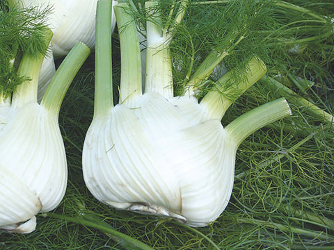 Fennel, Preludio Hybrid Organic