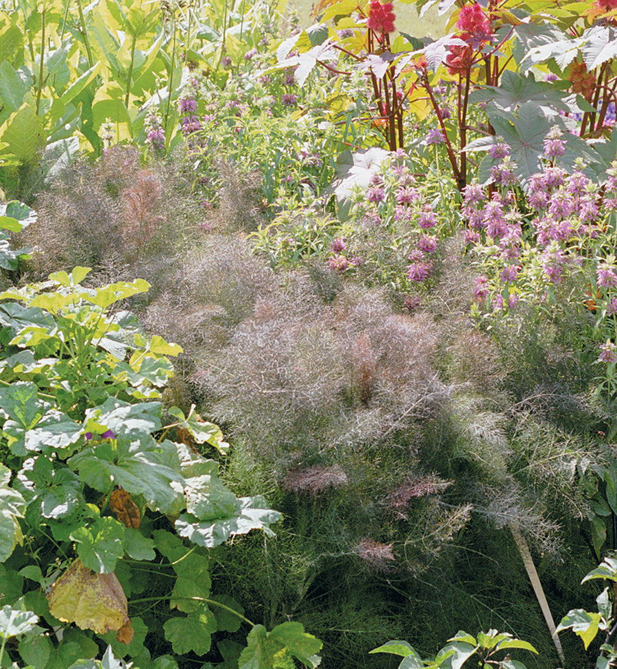 Fennel, Bronze Fennel Smokey