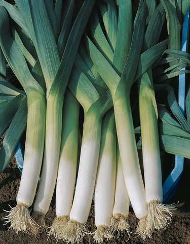 Leek, Lancelot