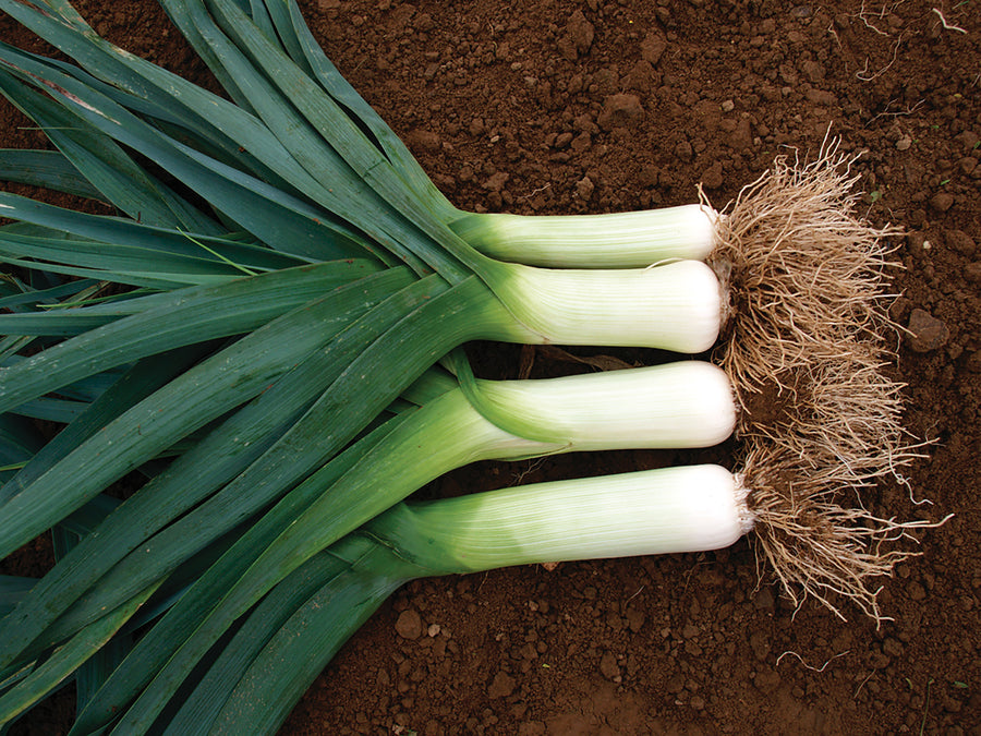 Leek, Autumn Giant