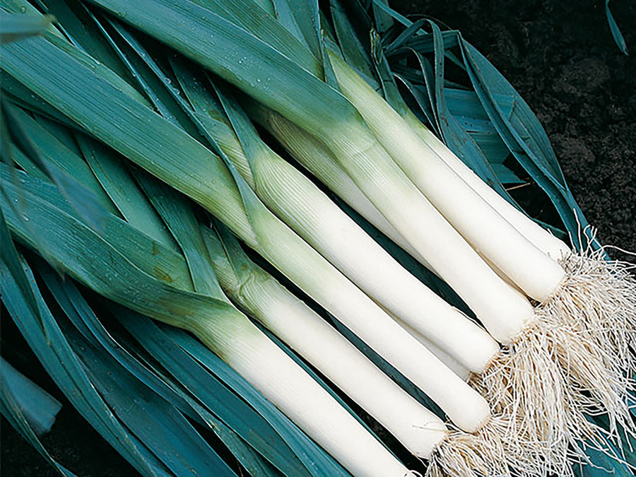 Leek, Tadorna Organic