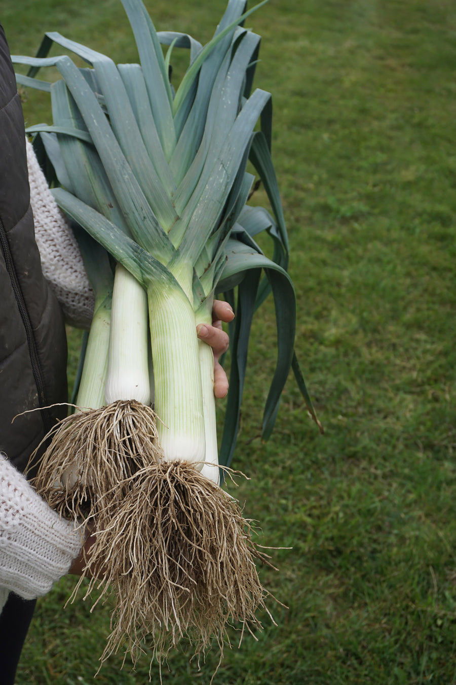 Commanche Hybrid Organic