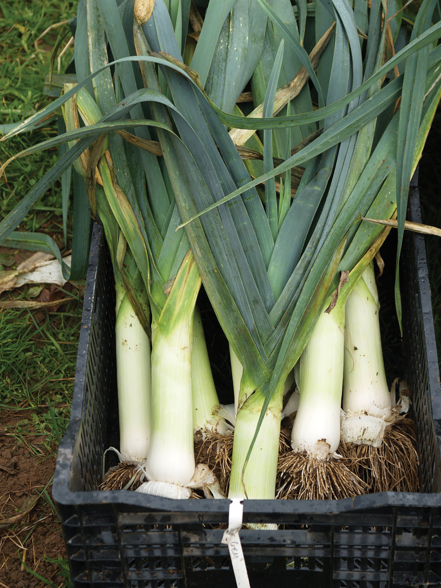 Leek, Bandit Organic