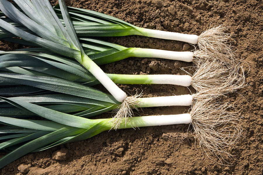 Leek, Surfer Hybrid Organic