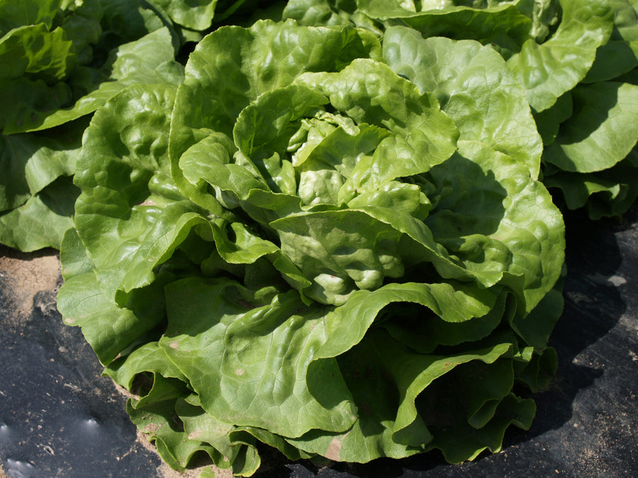 Lettuce, Optima MI