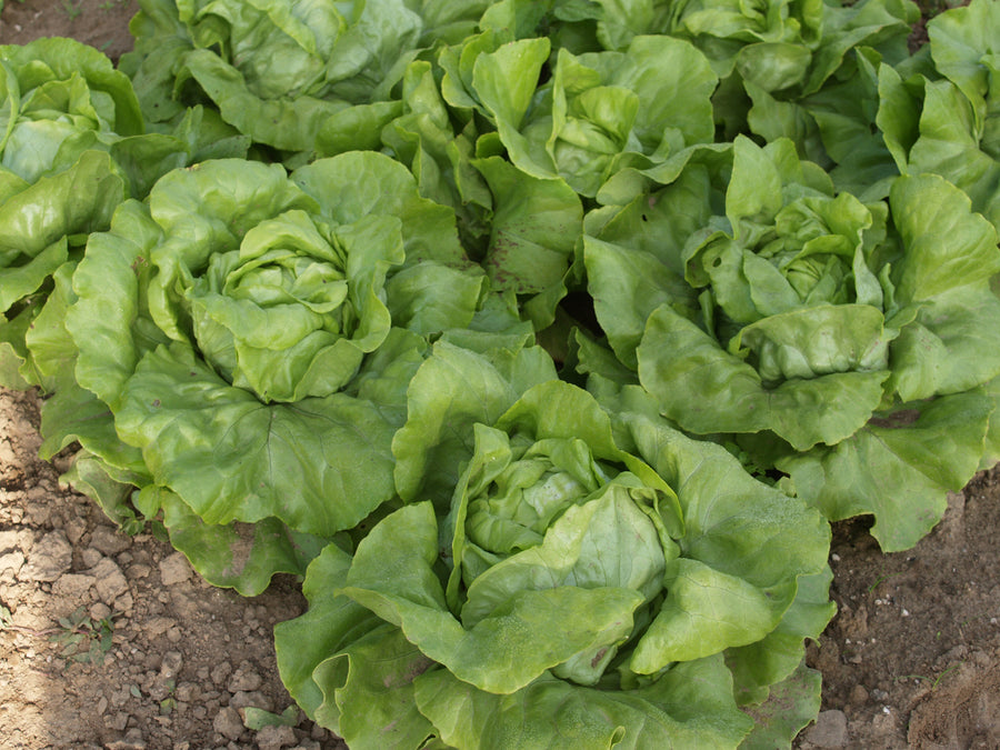 Lettuce, Sylvesta MI Organic