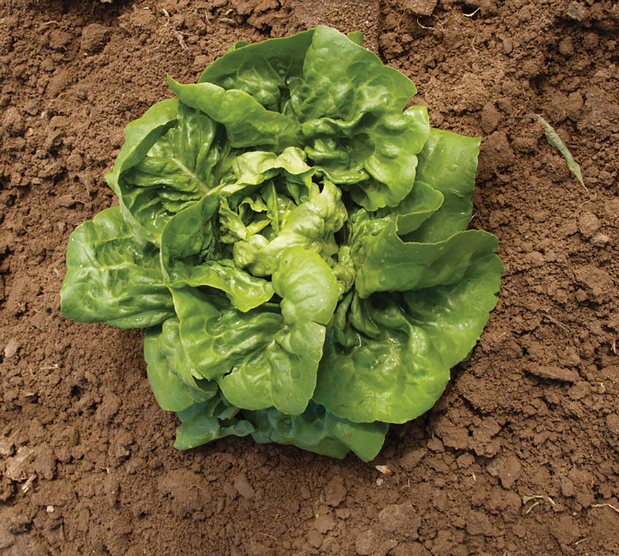 Lettuce, Buttercrunch