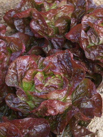 Lettuce, Alkindus MI Organic Pellet