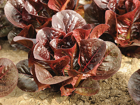 Lettuce, Trunchas Organic (Pellet)