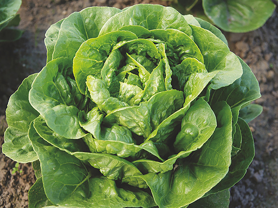Lettuce, Dragoon Organic (Pellet)