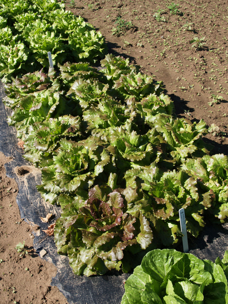 Lettuce, Relay Organic:CF